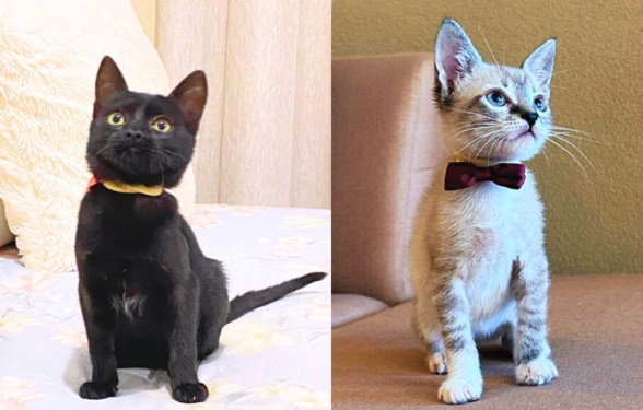 Ansiedade humana, serenidade felina