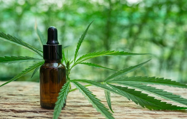 Dia da Cannabis Medicinal marca sessão na Câmara de Goiânia