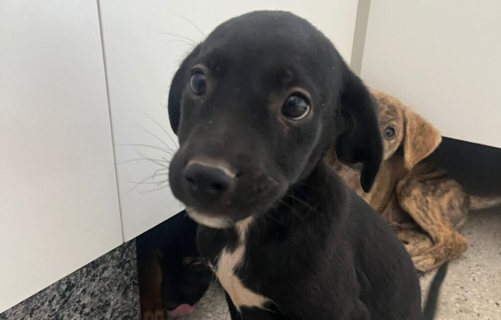 Aparecida realiza última edição do ano da Feira de Adoção de Animais neste sábado (6/12)