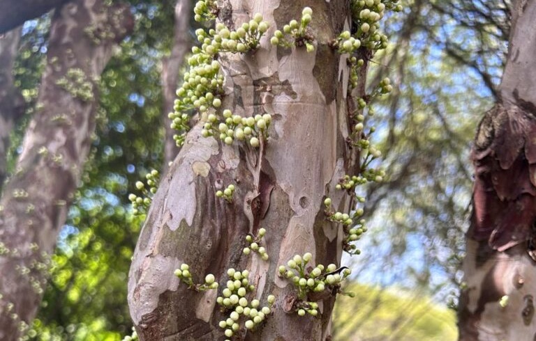 Pesquisas da UEG fortalecem a preservação do Cerrado