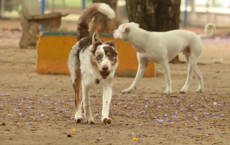 Brasil tem cerca de 30 milhões de animais domésticos abandonados