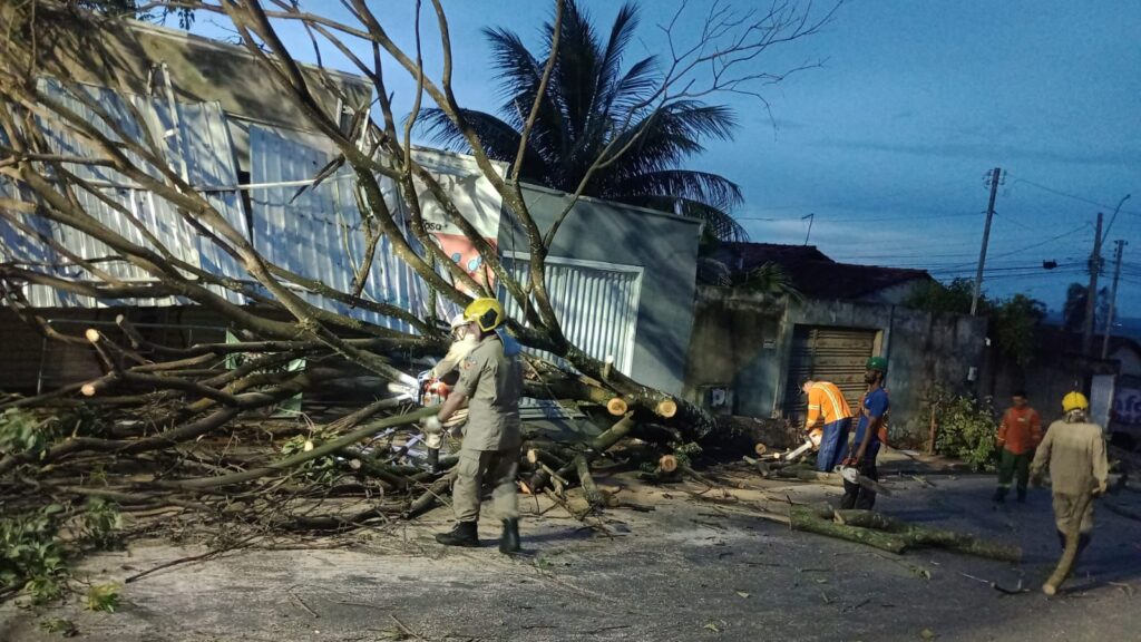 Chuva desta terça-feira (30/12) derrubou pelo menos 31 árvores em Goiânia, diz Comurg