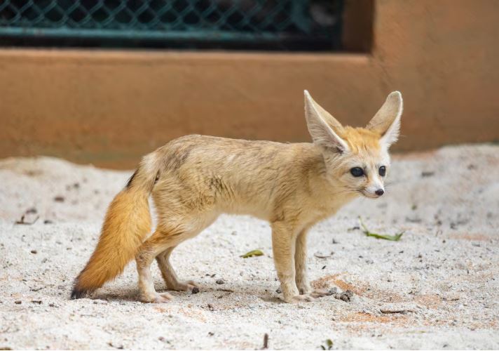 Espécie de raposa que inspirou personagem de ‘Zootopia’ chega ao Zoológico de SP