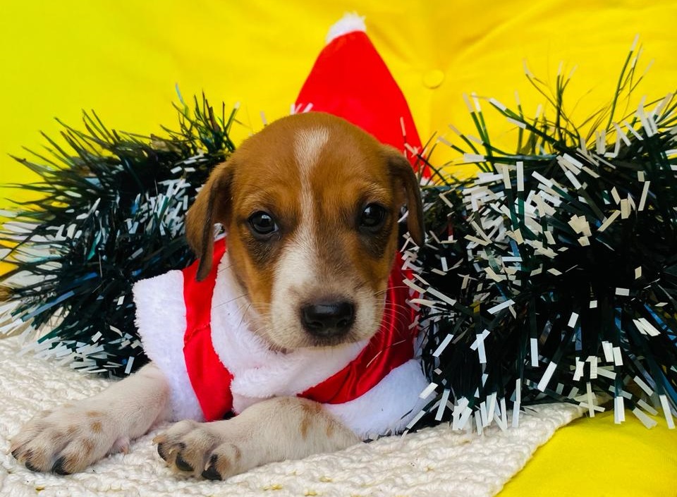 Evento em Goiânia reúne 18 cães e 7 gatos para adoção responsável