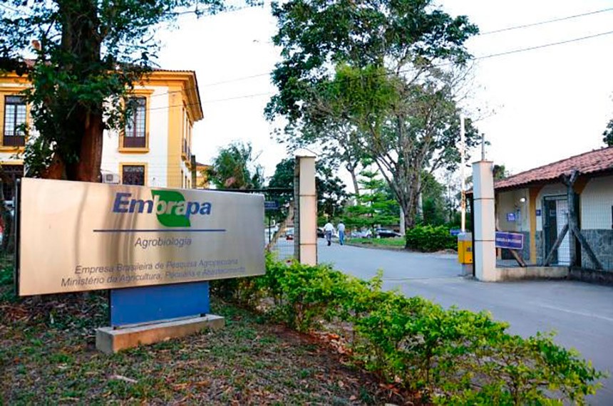 Sinal verde da Anvisa à Embrapa deve destravar o cânhamo zero-THC no Brasil