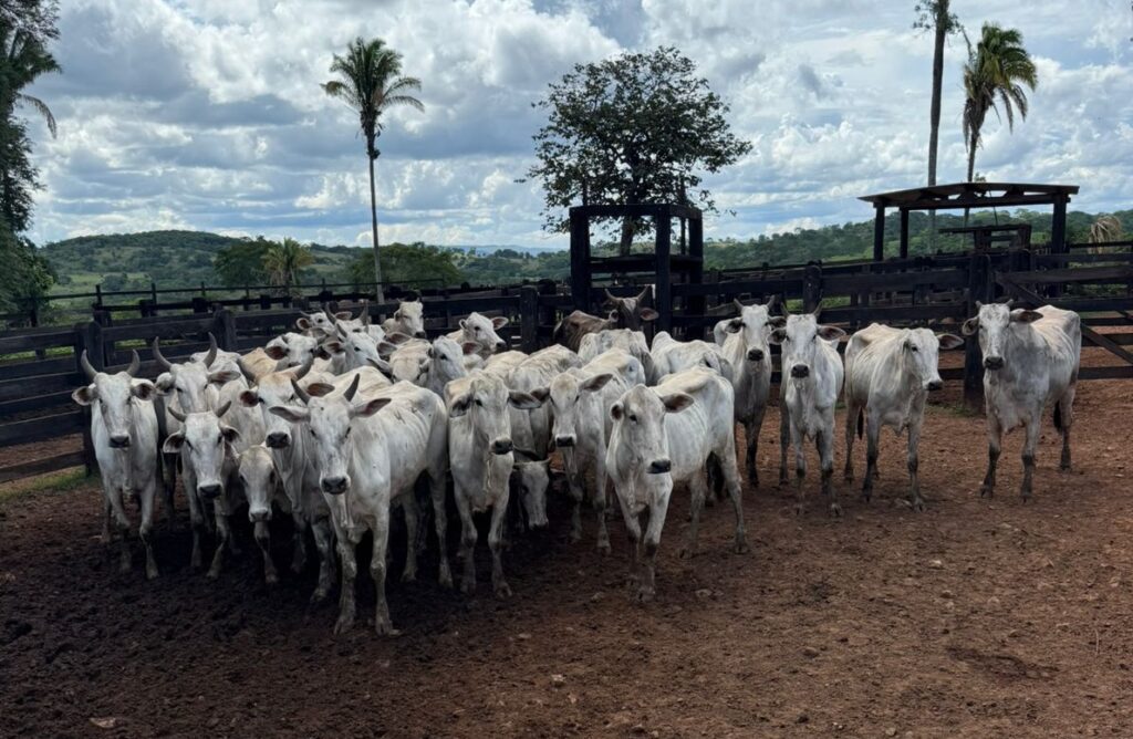 Operação policial prende quatro pessoas roubo de gado em Goiatuba