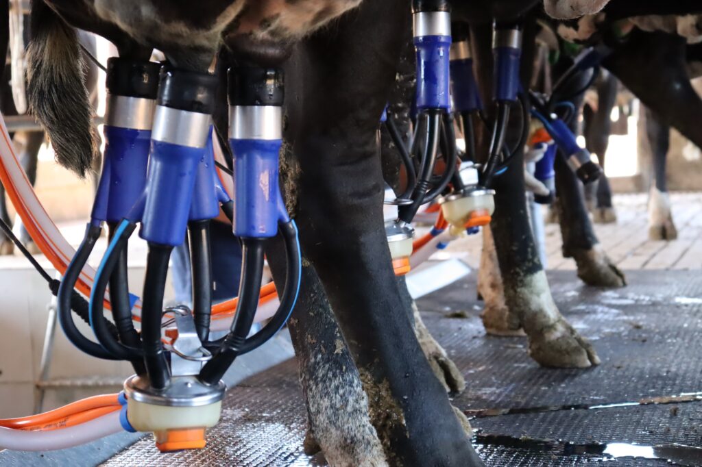Caiado sanciona lei que proíbe venda de leite feito a partir de pó importado em Goiás