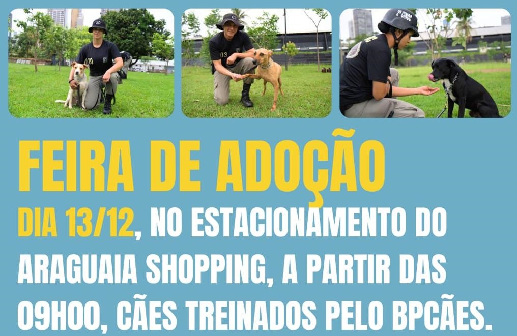 PM de Goiás promove projeto pioneiro de adestramento e adoção de cães de rua resgatados