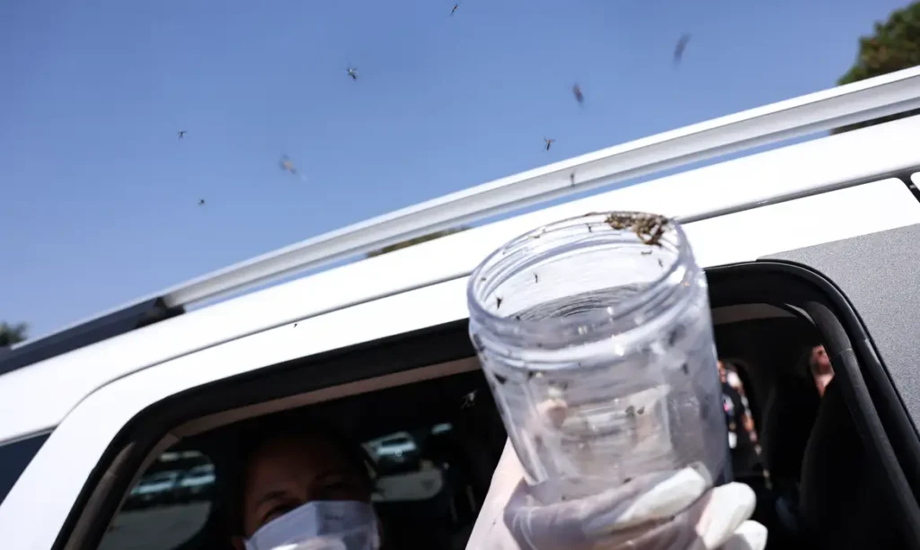 Ministério da Saúde libera mosquitos estéreis para frear reprodução do Aedes aegypti