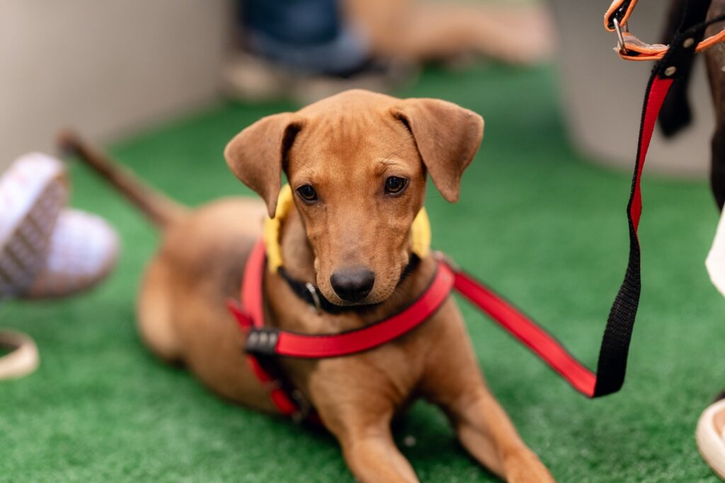 Evento de adoção em Goiânia reunirá 20 cães