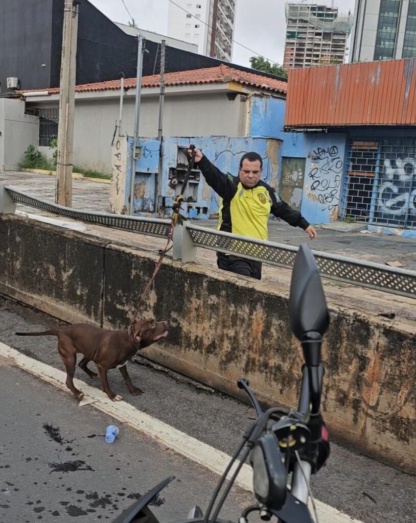 Agentes de trânsito resgatam cadela abandonada na Avenida 85 em Goiânia