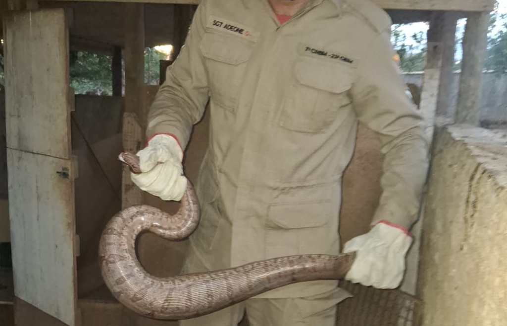 Bombeiros resgatam jiboia em galinheiro em Ipameri