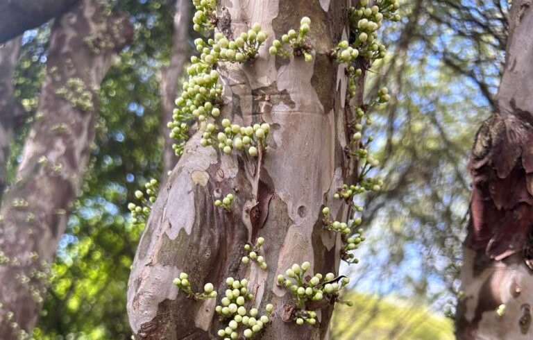Pesquisa da UEG mapeia genética das jabuticabeiras de Hidrolândia