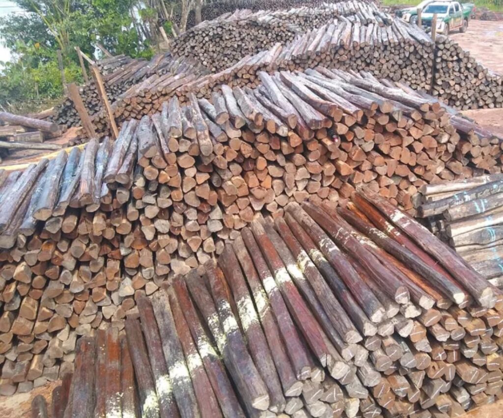 No Amazonas, 62% da exploração madeireira é feita ilegalmente