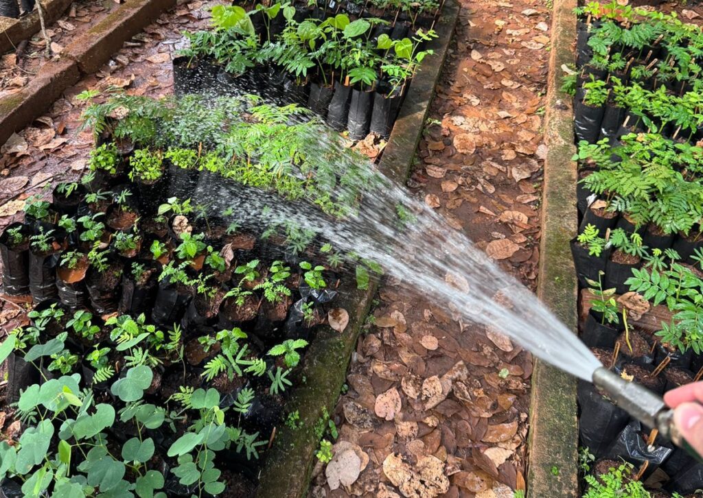Escola de Agronomia da UFG realiza doação de mudas de espécies nativas do Cerrado