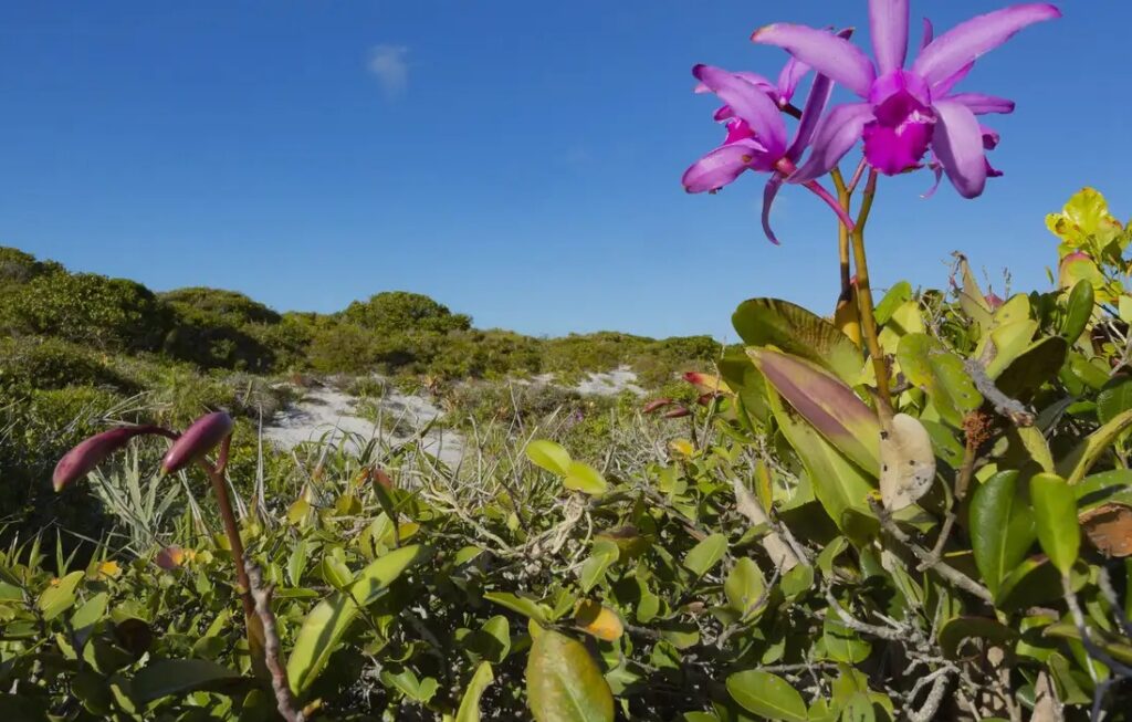 Inpe confirma redução de desmatamento na maioria dos biomas em 2024