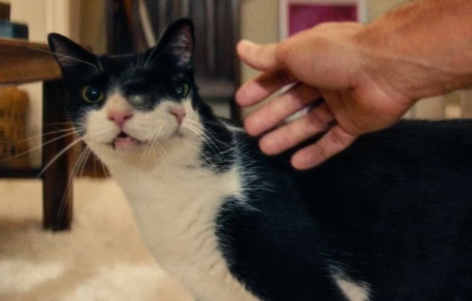 Gata de ‘O Agente Secreto’ vence prêmio em festival americano