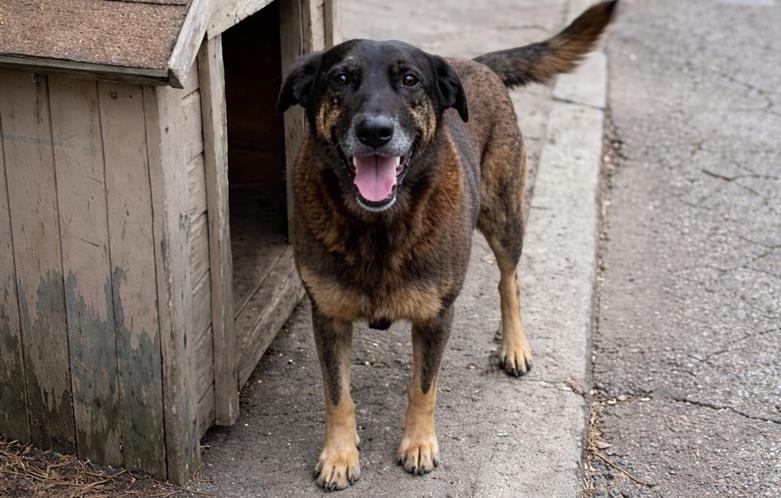 Polícia Civil de SC aponta adolescente como assassino do cão Orelha
