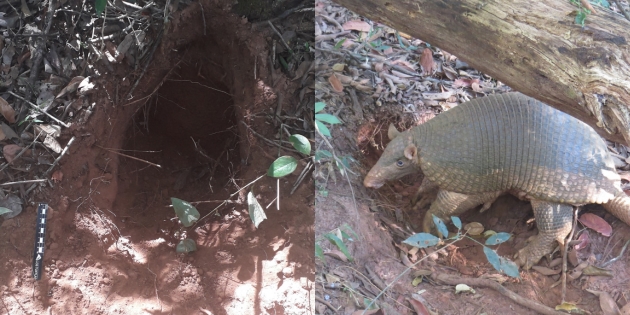 Tatu-canastra e sua toca (Foto: divulgação)