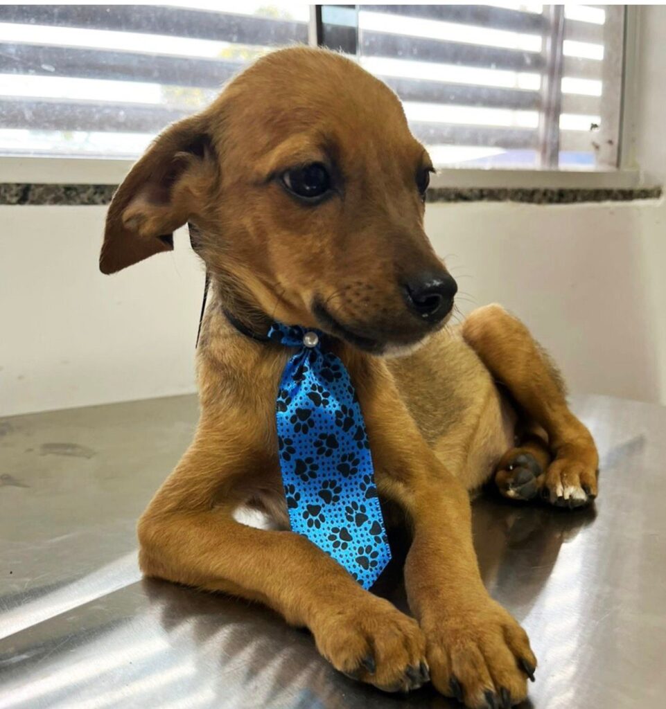 Prefeitura de Aparecida de Goiânia realiza primeira feira de adoção de animais de 2026