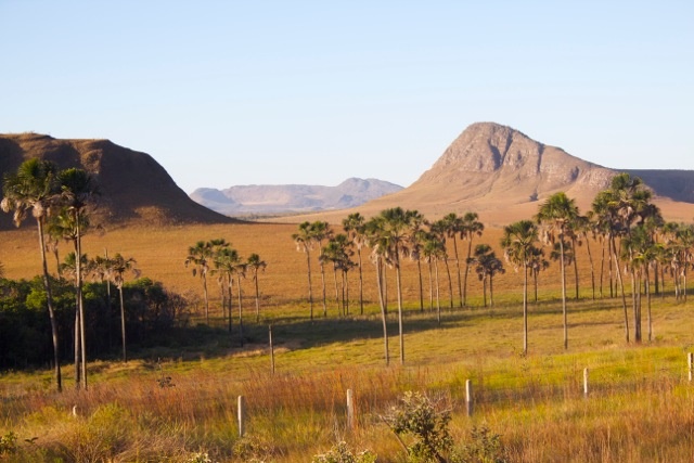 Inpe confirma redução de 25,76% no desmatamento do Cerrado em 2024