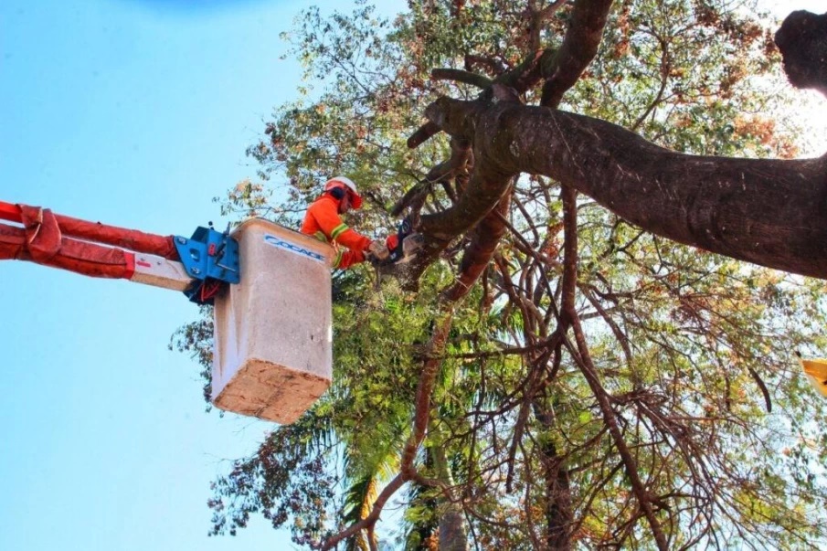 Justiça proíbe Comurg de cortar árvores sem autorização da Amma em Goiânia 