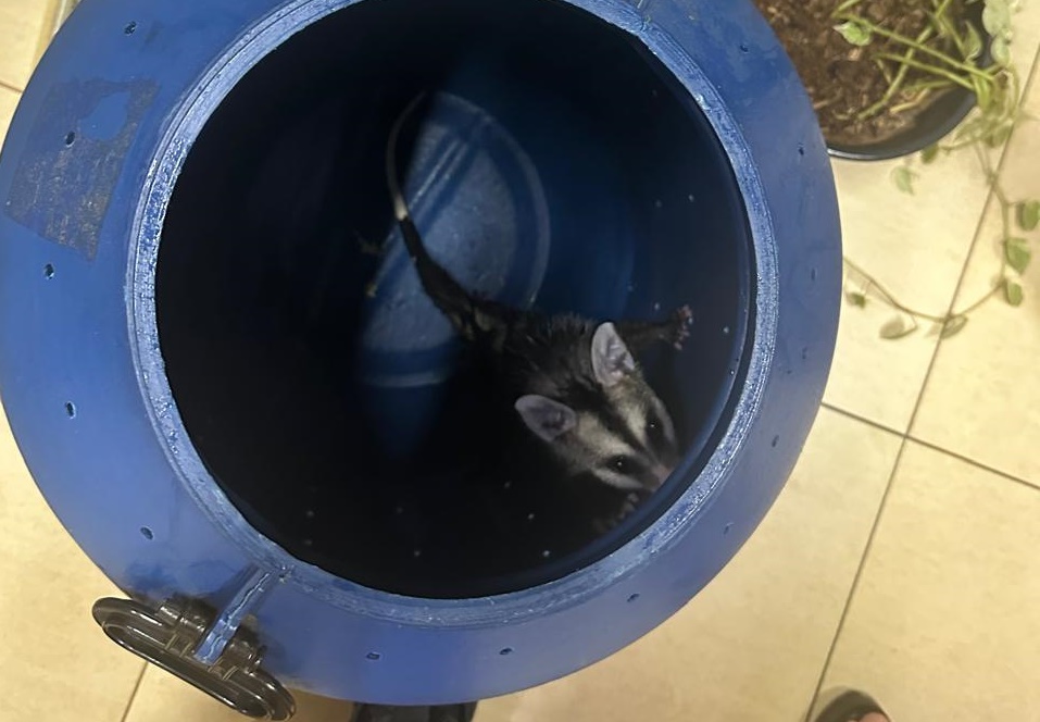 Bombeiros capturam gambá que invadiu casa em Piracanjuba