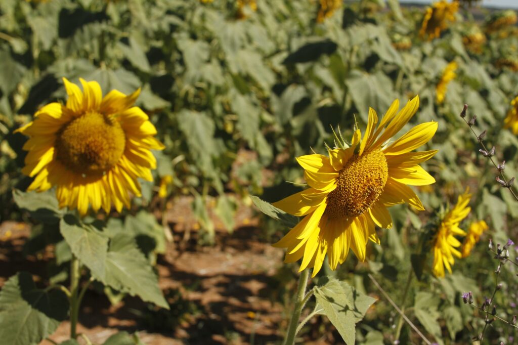 Produção agropecuária de 2025 consolida Goiás como liderança nacional