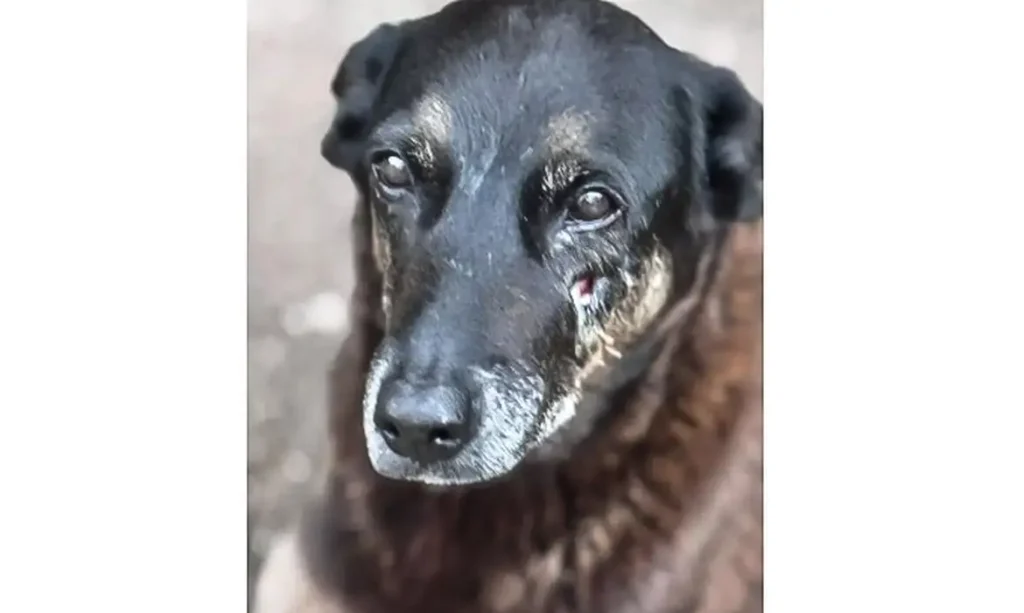 Adolescentes suspeitos de matar o cão Orelha voltam ao Brasil após dias na Disney