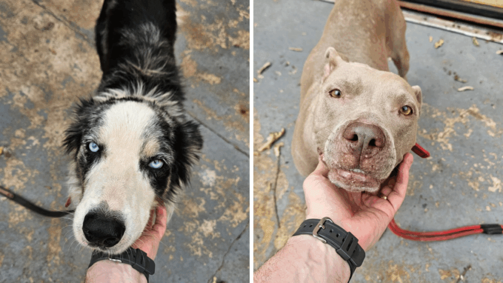 Homem é preso por maus-tratos e abandono de cães em Goiânia