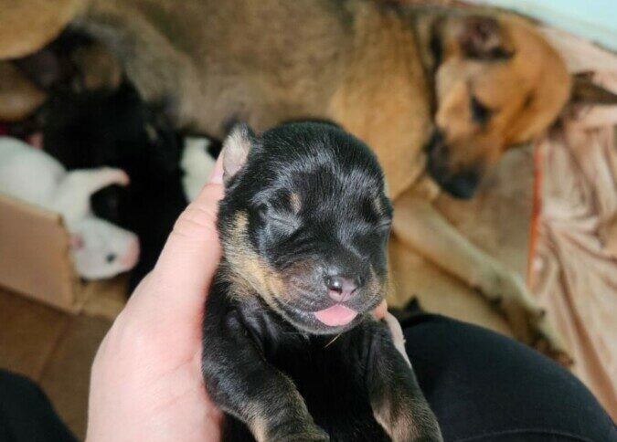 Mulher é presa suspeita de abandonar cadela com sete filhotes em Goiânia