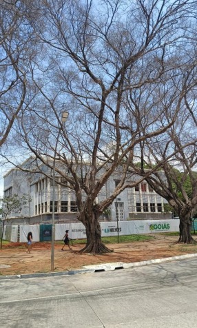 Laudo da Amma aponta que árvores da Praça Cívica estavam mortas e representavam risco à população