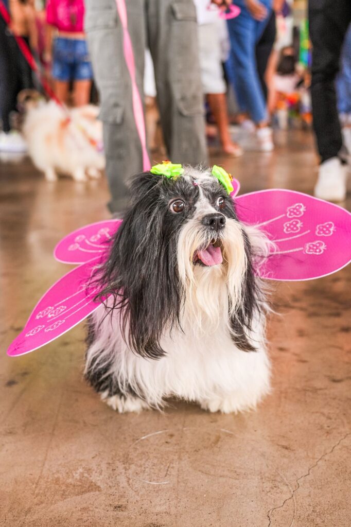 Carnaval pet anima Goiânia com bloco de fantasias e feira de adoção