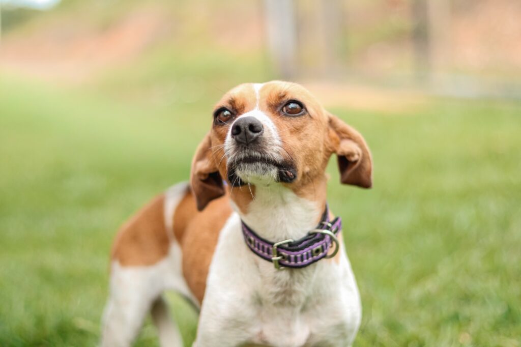 Senador Canedo realiza feira de adoção responsável neste sábado (24/1)