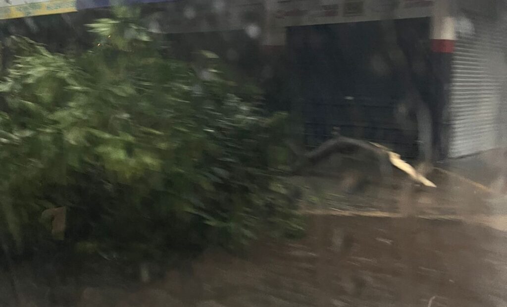 Árvore cai durante chuva e dificulta trânsito na Vila Canaã, em Goiânia