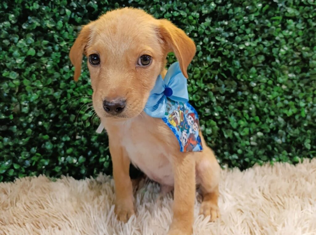 Evento de adoção reunirá 32 cães e 11 gatos em Aparecida de Goiânia