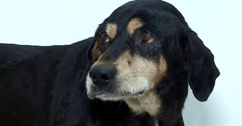 Cachorro comunitário é baleado por policial militar no RS