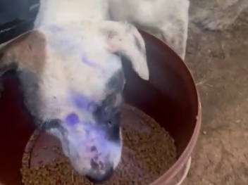 Homem é preso em flagrante por maus-tratos contra cachorra em Aparecida de Goiânia