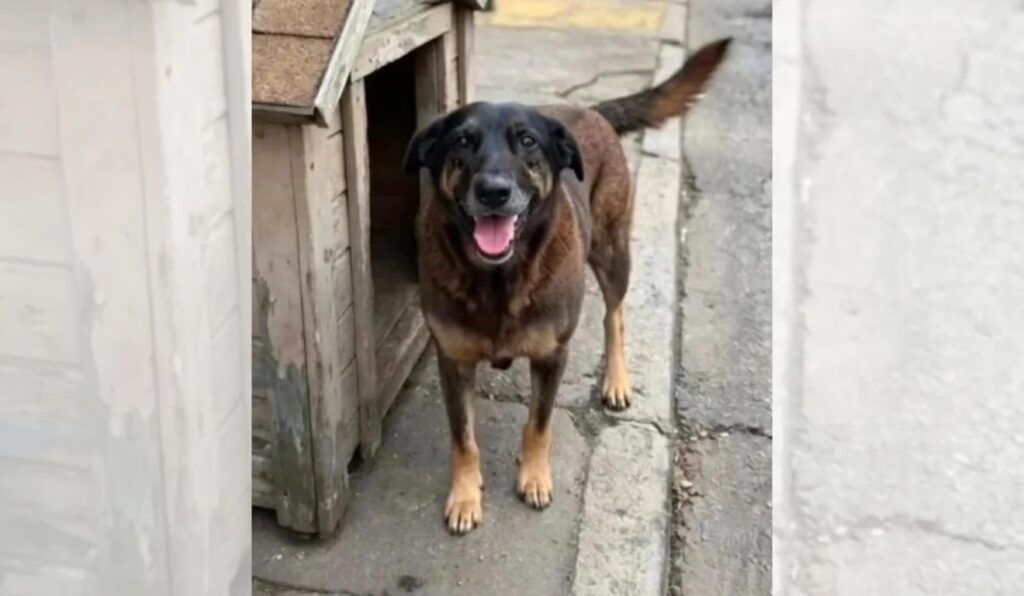 Goiânia terá manifestação por justiça no caso do cachorro Orelha