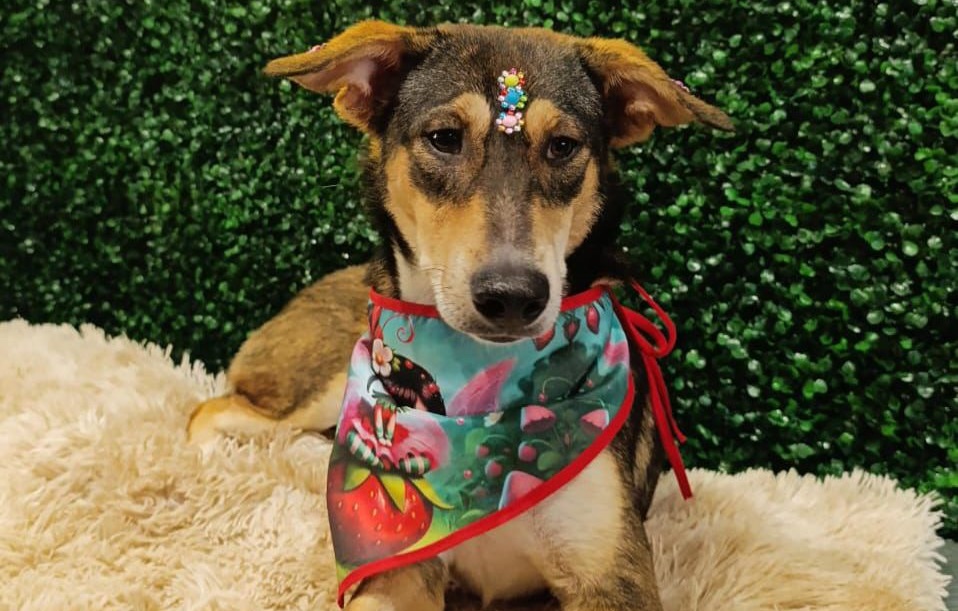 Prefeitura de Aparecida realiza evento de adoção de cães e gatos com tema de carnaval