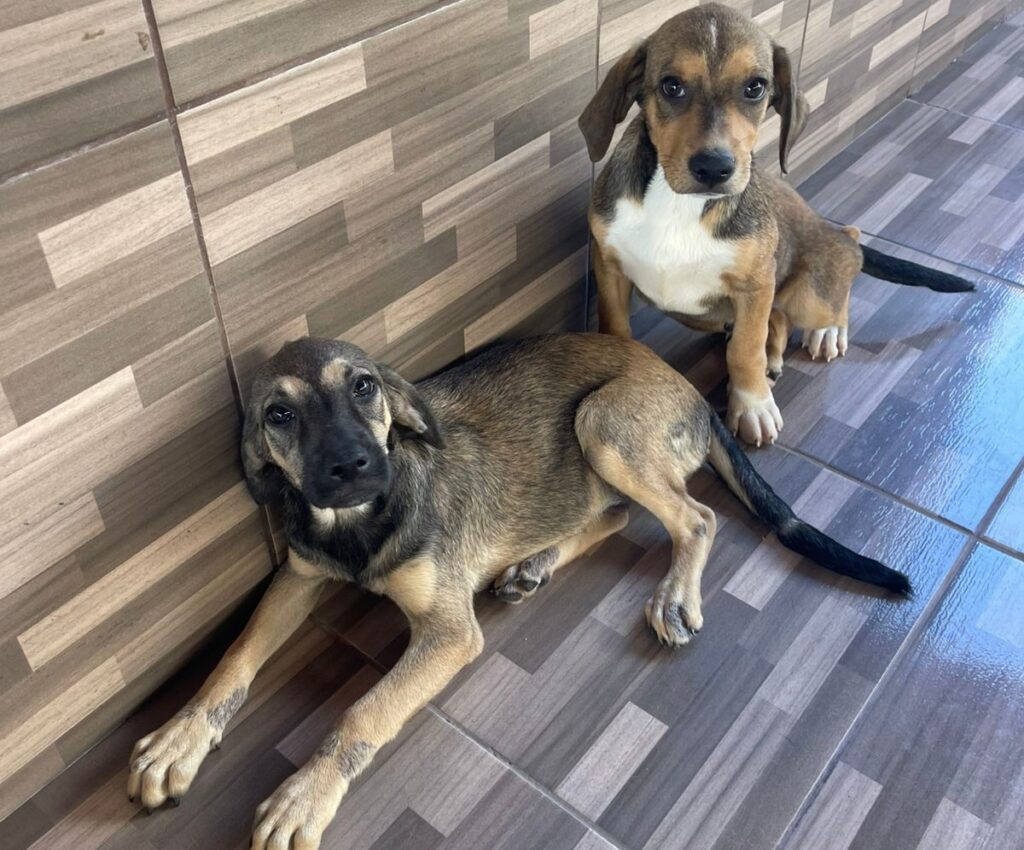 Evento ‘MiauDote’ promove adoção responsável de cães e gatos em Goiânia