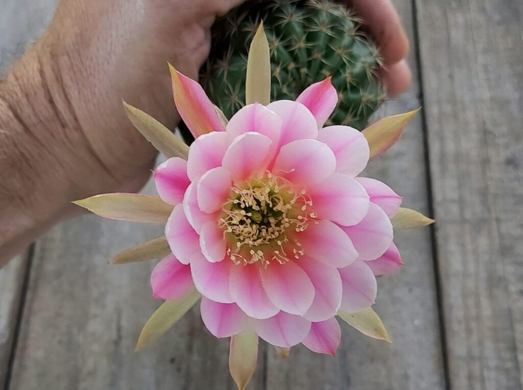 Goiânia recebe bazar de plantas com opções a partir de R$ 4