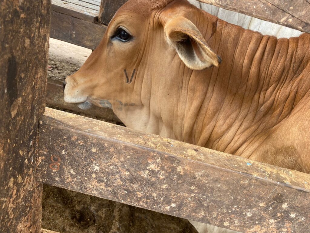 Goiás amplia cobertura vacinal contra brucelose bovina e atinge melhor índice em cinco anos