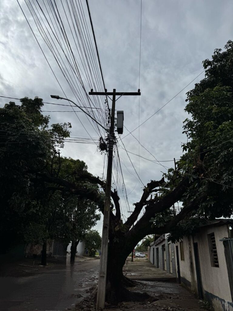 Novo termo entre Prefeitura e Equatorial define regras para poda de árvores em Goiânia (foto: divulgação/Amma)