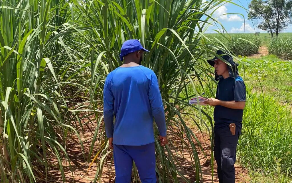 Goiás registra mais de 240 trabalhadores resgatados de condições análogas à escravidão em um ano