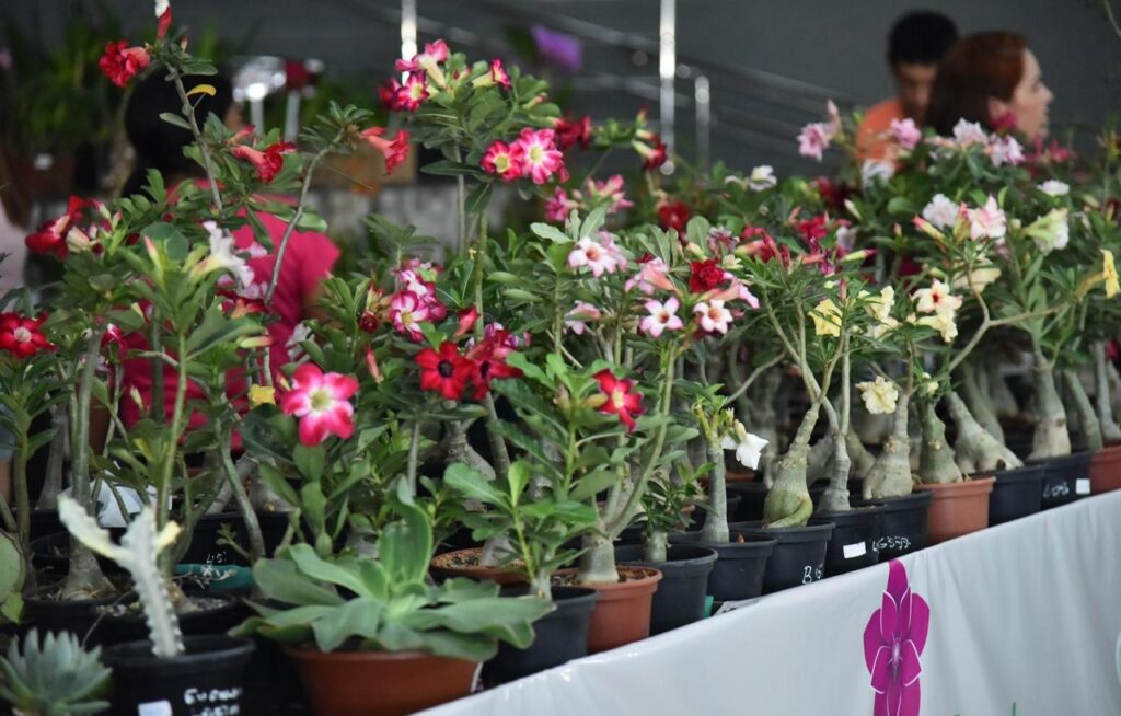 Exposição de Orquídeas e Rosas do Deserto segue até este domingo (8/3) em Aparecida