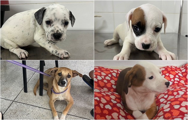 Prefeitura de Aparecida realiza evento de adoção responsável de cães e gatos neste sábado (28)
