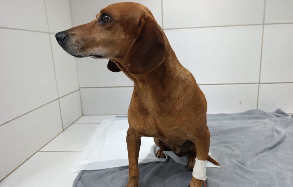 Mulher que jogou líquido quente em cachorro de rua é indiciada pela polícia em Goiânia