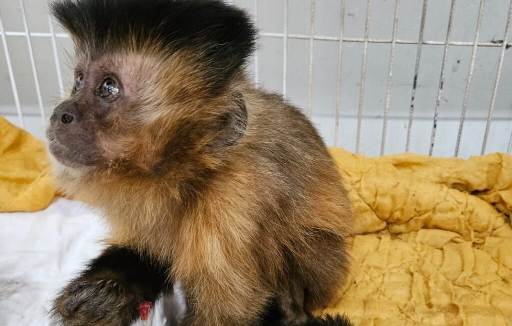 Diagnóstico de diabetes em macaca reforça alerta sobre alimentação de animais silvestres