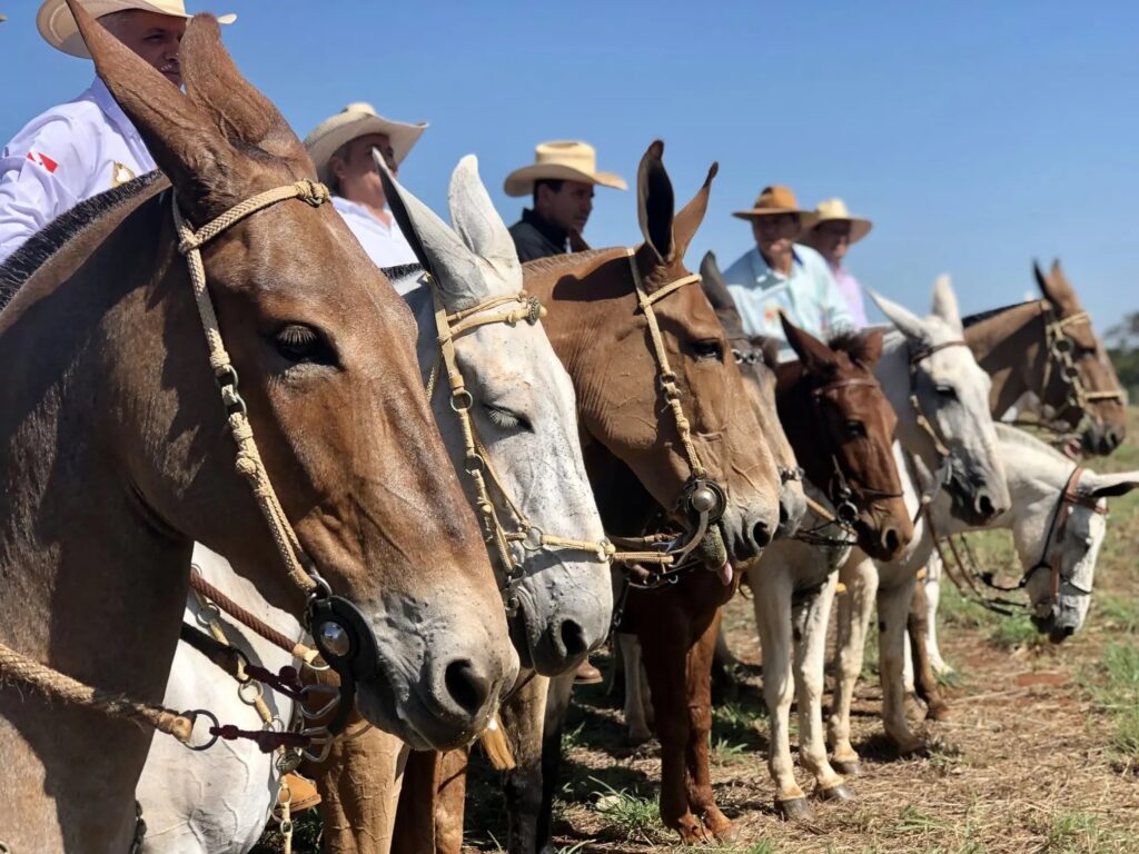 3º Encontro de Comitivas de Goiás reúne representantes do México, Chile, Peru, Estados Unidos e Guatemala